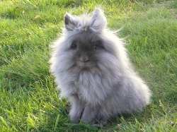 double maned lionhead rabbit for sale